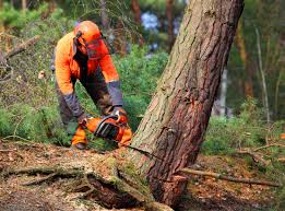 Reliable Kentland, IN Tree Removal and Landscaping Services Solutions